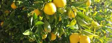 Волшебство лимона и лимонного дерева