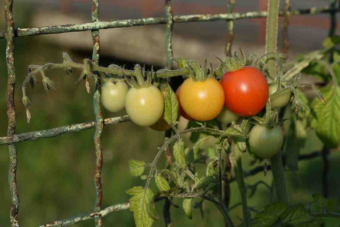Полезные свойства помидоров. Польза или вред?