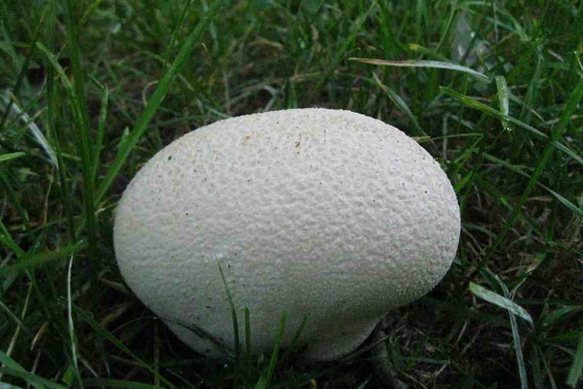 Головач - гриб вкусный и полезный
