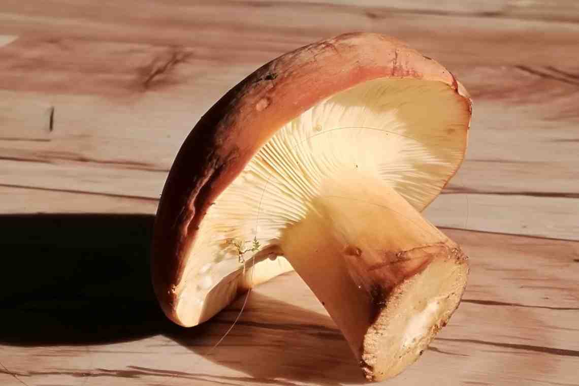 какие грибы можно есть сырыми