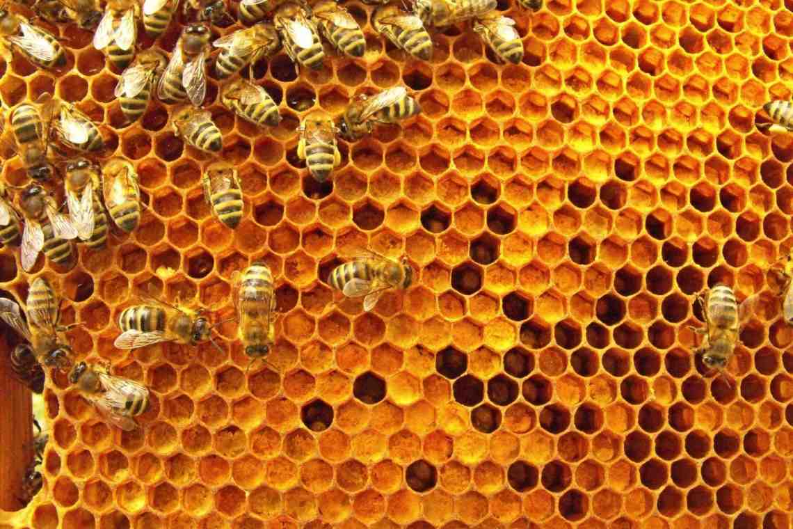 Как пчелы создают жилище и что такое сот?