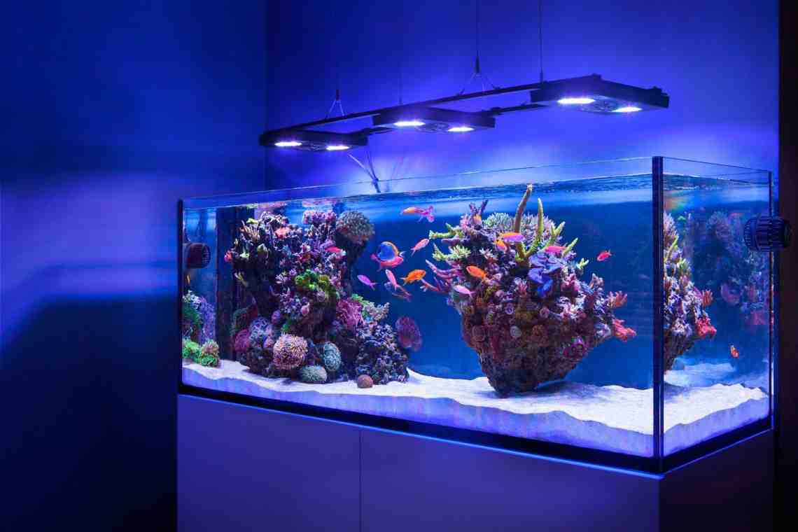 Домашний аквариум. Выбираем для него подходящих рыбок
