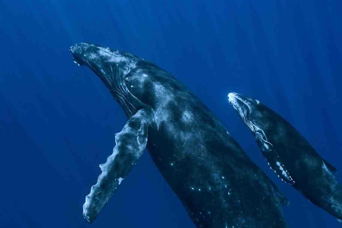 О чём поют киты?
