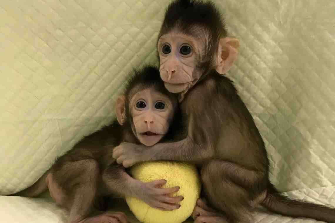 Трансгенные обезьяны