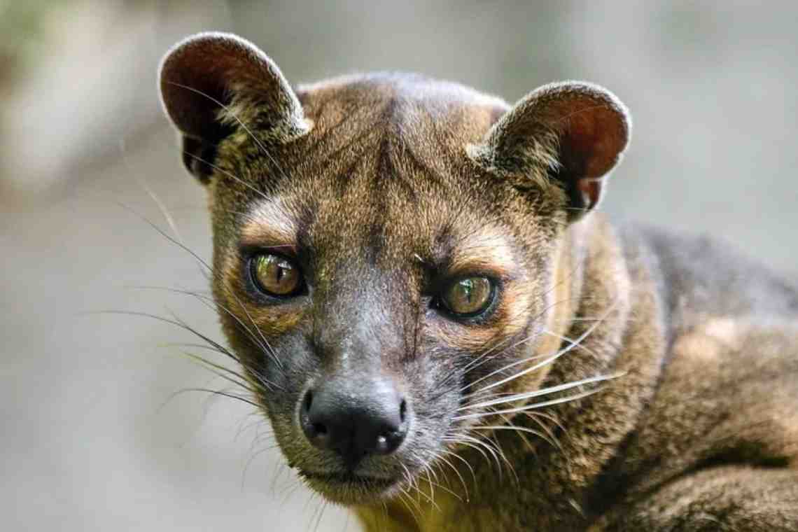 Животный мир Мадагаскара
