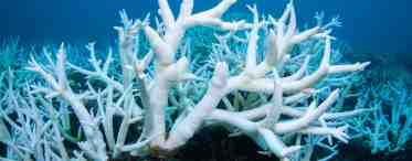 Адаптация кораллов к изменениям климата
