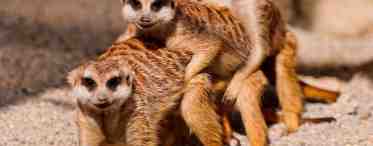 Самки мангустов способны контролировать рождаемость