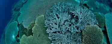 Кораллы меняют пол