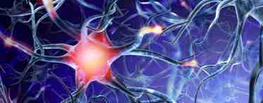 Новые нервные клетки мозга
