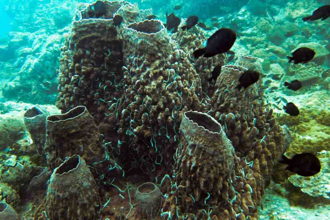 Геном морской губки