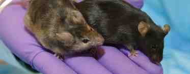Генетически модифицированные мыши