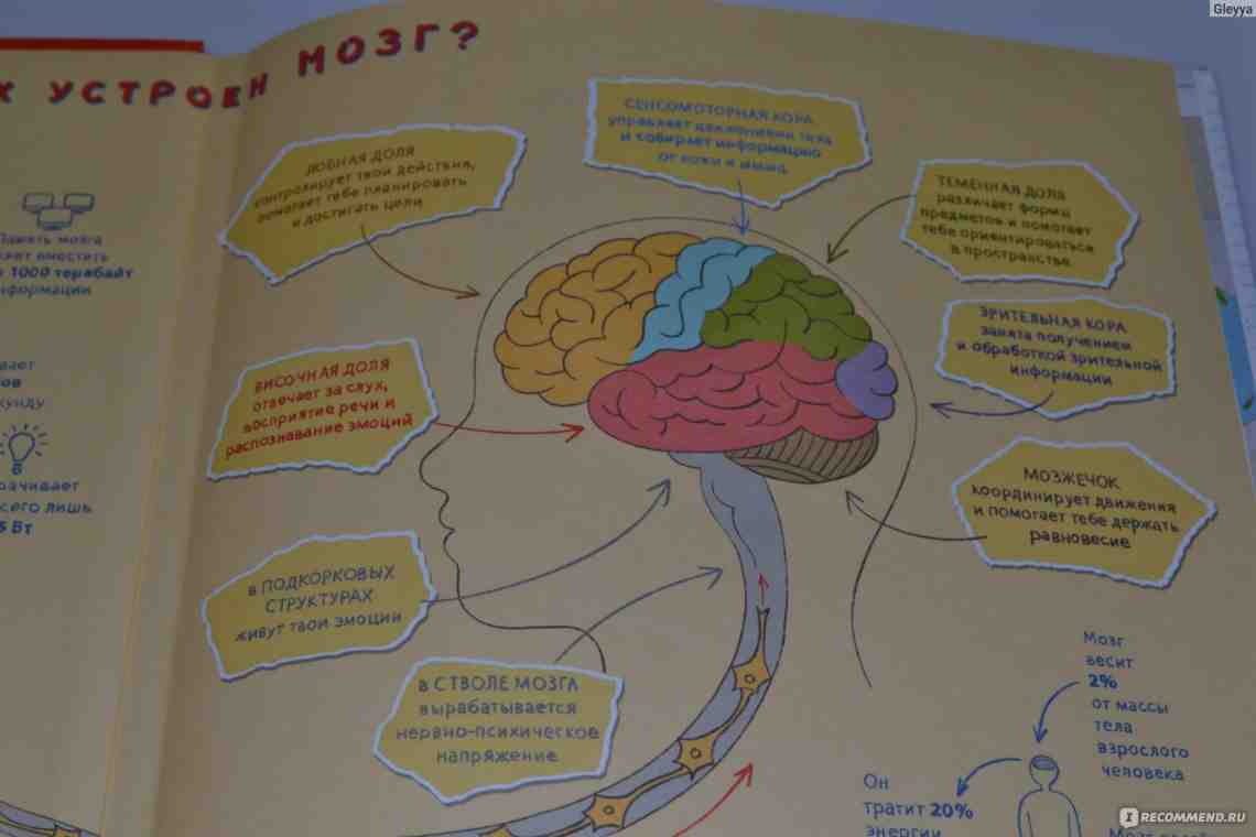 В поисках ответа: сколько весит мозг человека?