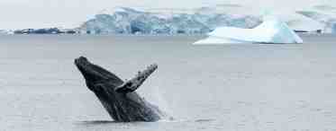 Антарктические синие киты