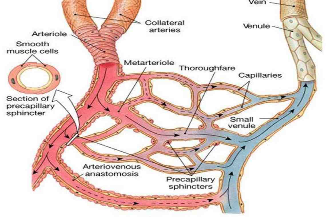 Коллатеральное кровообращение в артериальной системе, его значение для жизнедеятельности