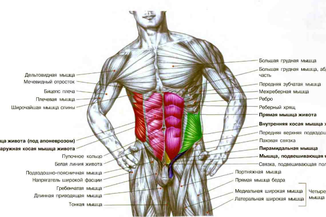 Спина человека: основные функции и строение