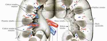 Корковое вещество почки: анатомия, расположение, структура, выполняемые функции и влияние на организм человека