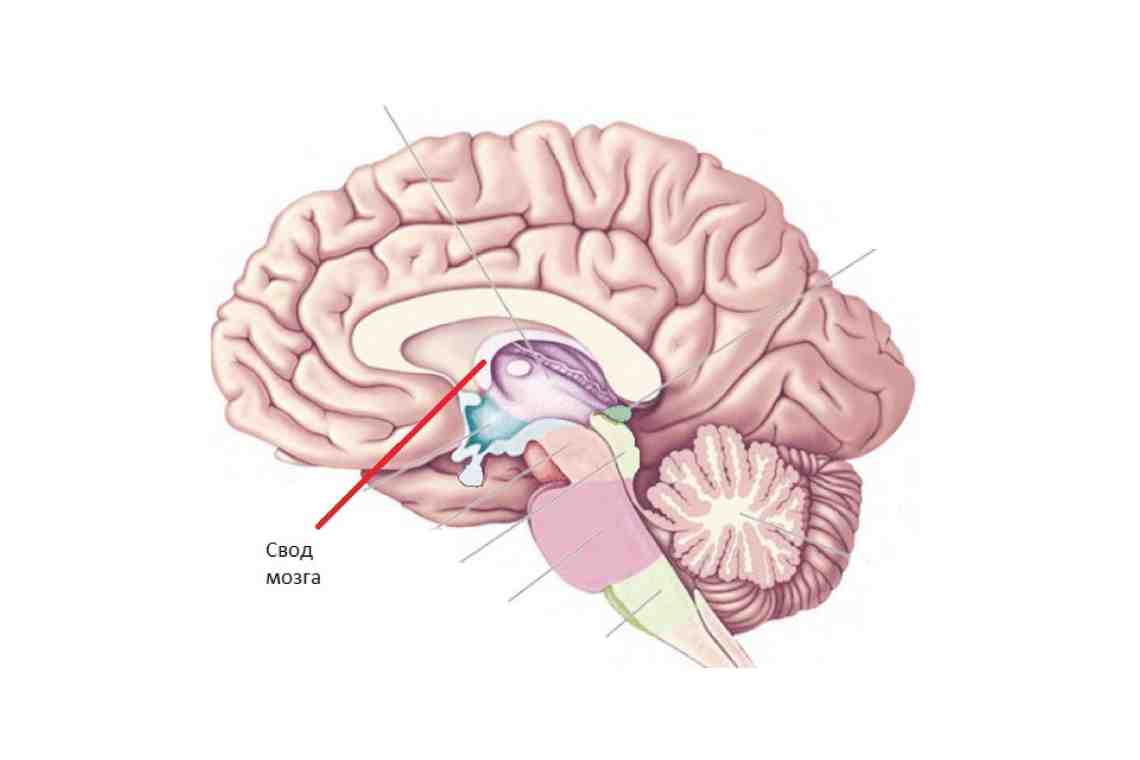 Мозолистое тело головного мозга: строение, функции