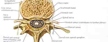 Анатомия шейного позвонка, строение и функции