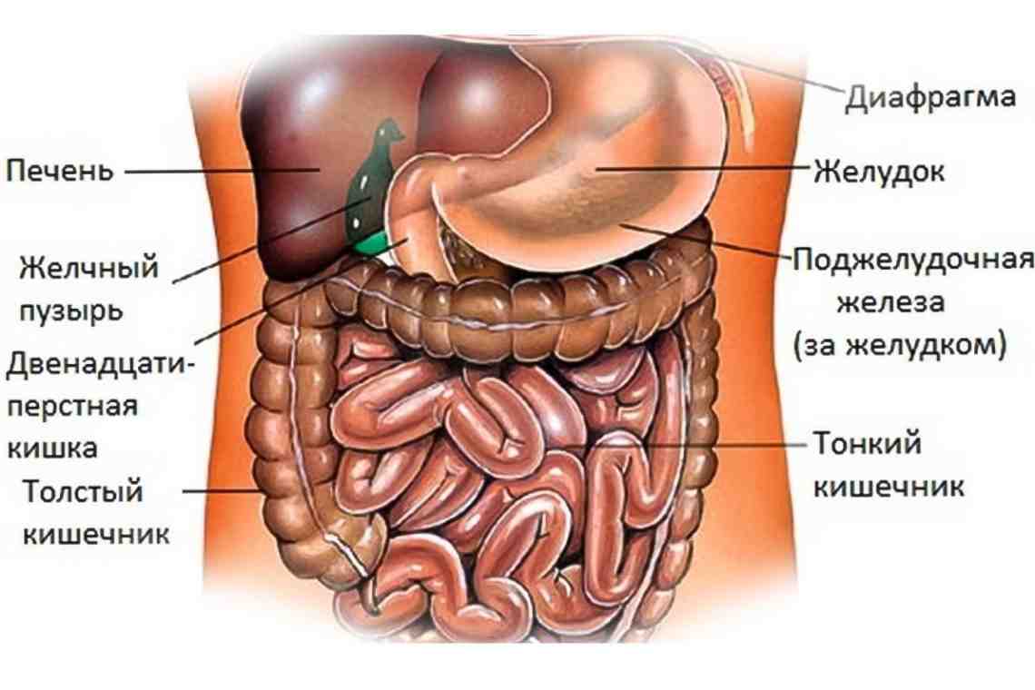 Отделы тонкого кишечника: описание, строение и функции