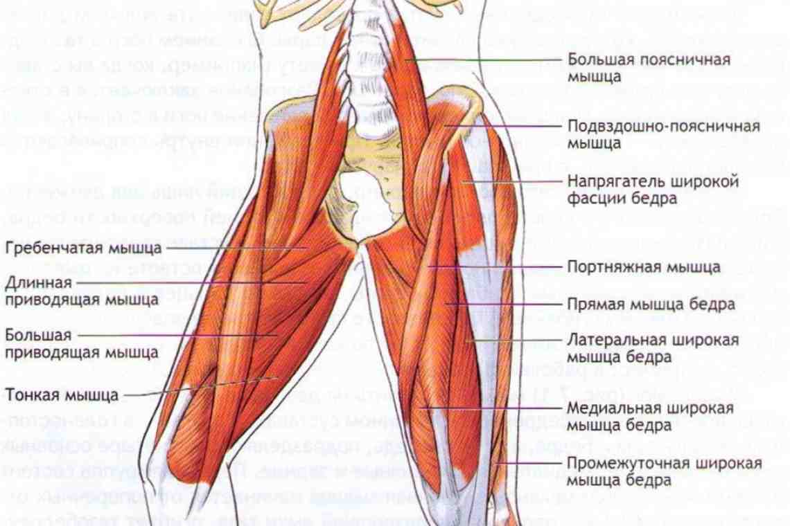 Приводящая группа мышц бедра анатомия