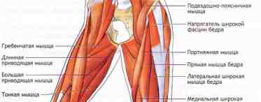 Мышцы голени, их расположение, функции и строение. Передняя и задняя группы мышц голени