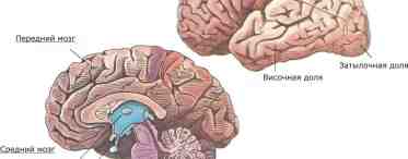 Отделы головного мозга. Продолговатый мозг. Строение, функции, последствия поражения