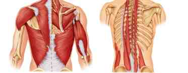 Мышцы спины человека. Функции и анатомия мышц спины