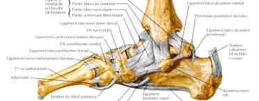 Как устроена стопа? Анатомия костей стопы человека