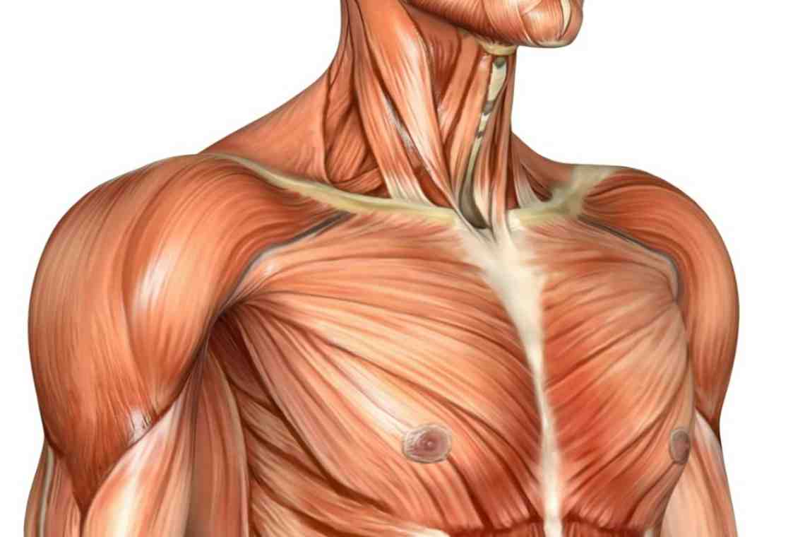Большая грудная мышца. Функция большой грудной мышцы