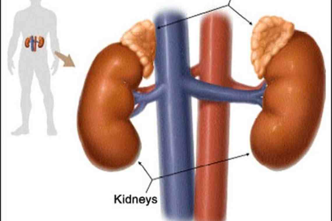 Надпочечники картинка