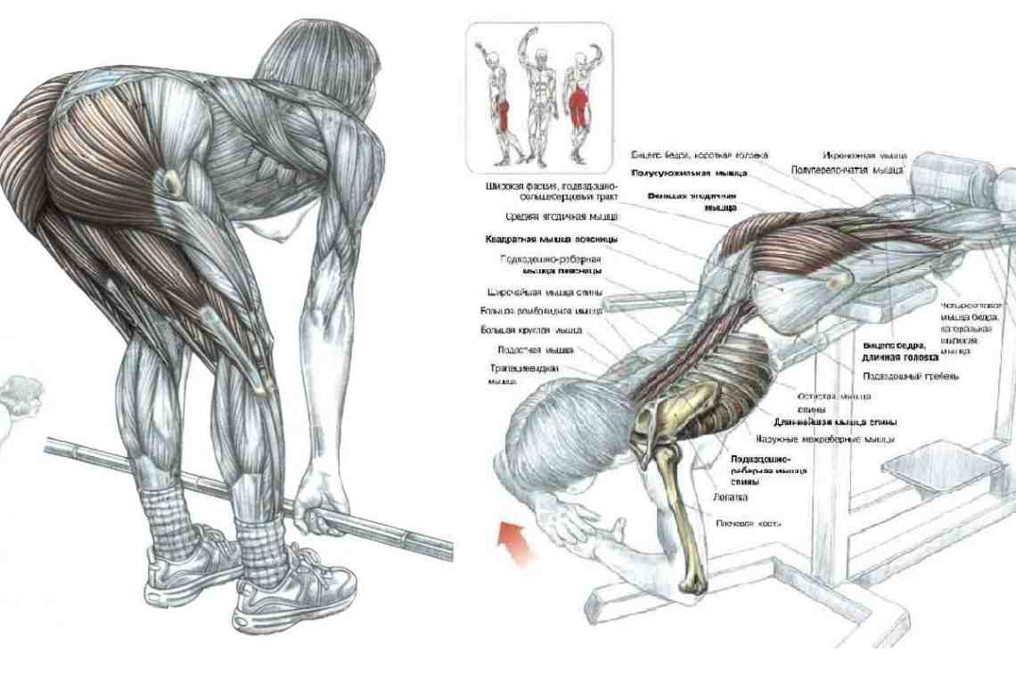 Большая ягодичная мышца: функции и строение