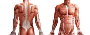 Строение и функции мышц человека
