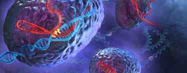 Генетический аппарат клетки человека: общие сведения