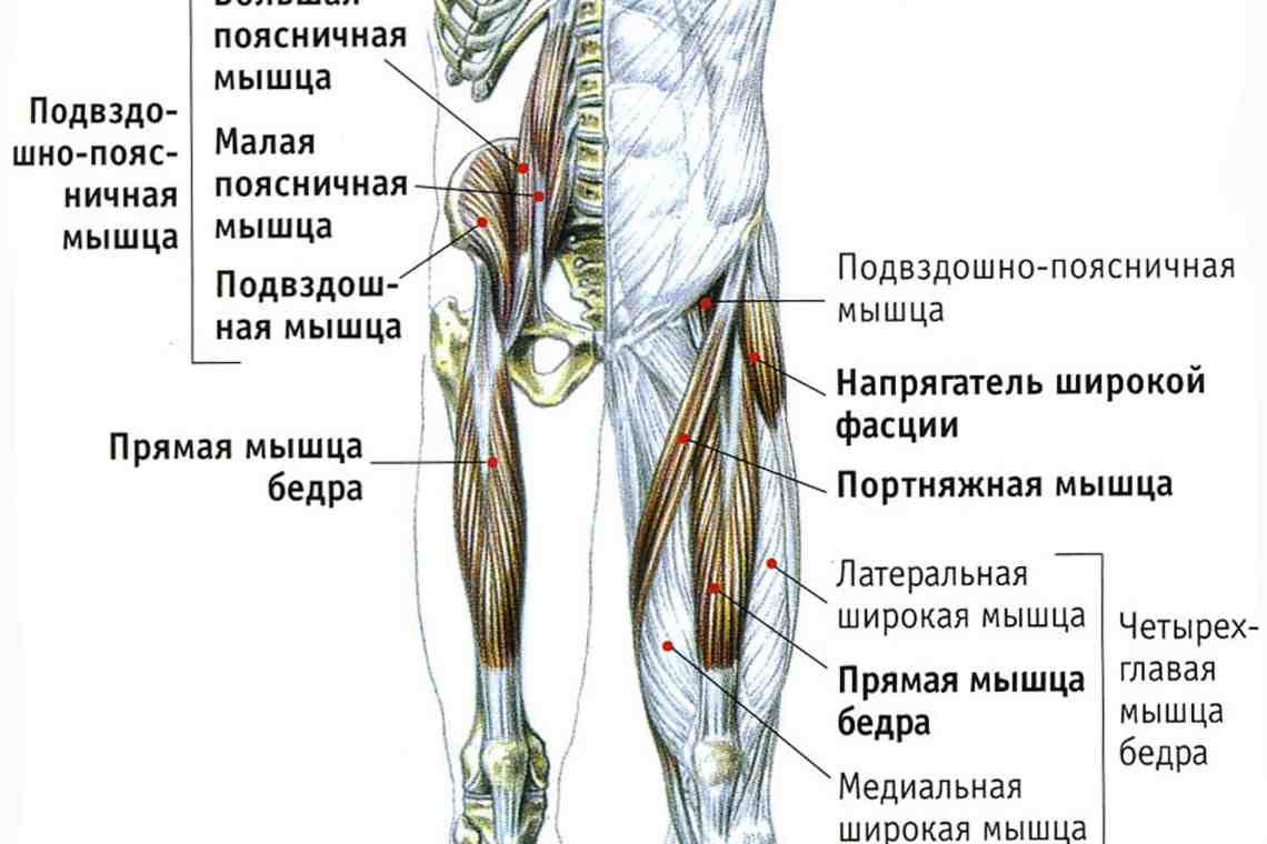 Анатомия бедра ноги человека