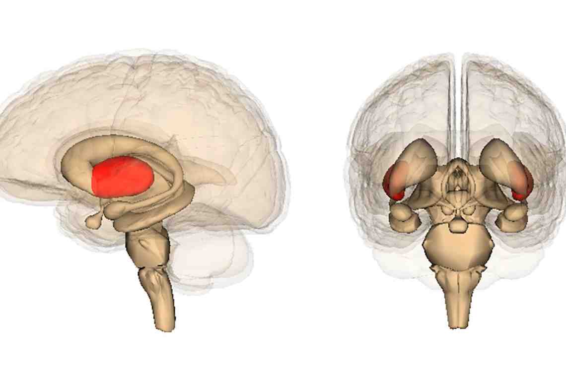 Хвостатое ядро головного мозга: анатомия