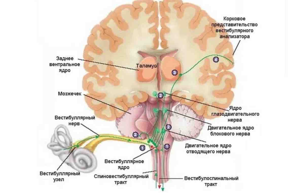 Базальные ядра головного мозга.