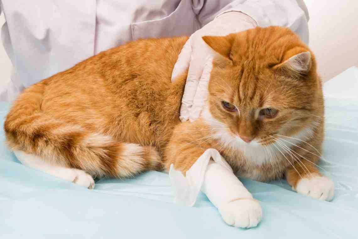 Мочекаменная болезнь у кошки - симптомы, лечение