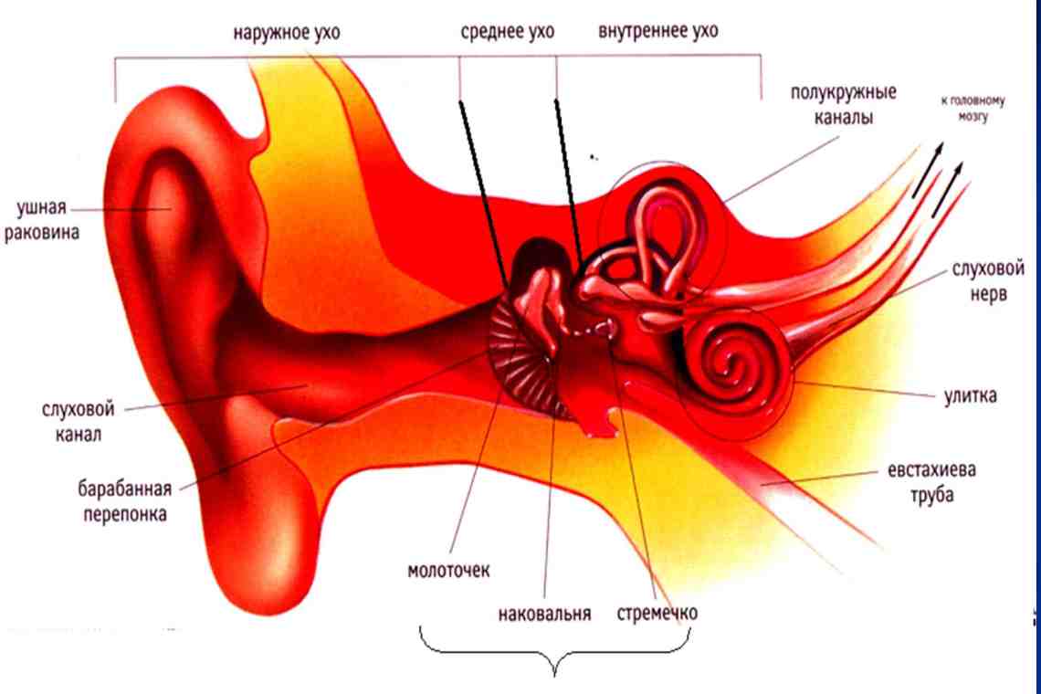 Рисунок уха с подписями