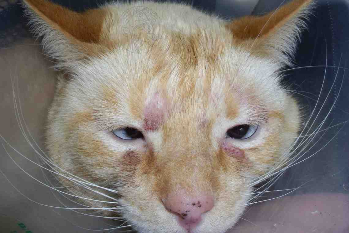 Лечение лишая у кошки. Опасная кожная болезнь
