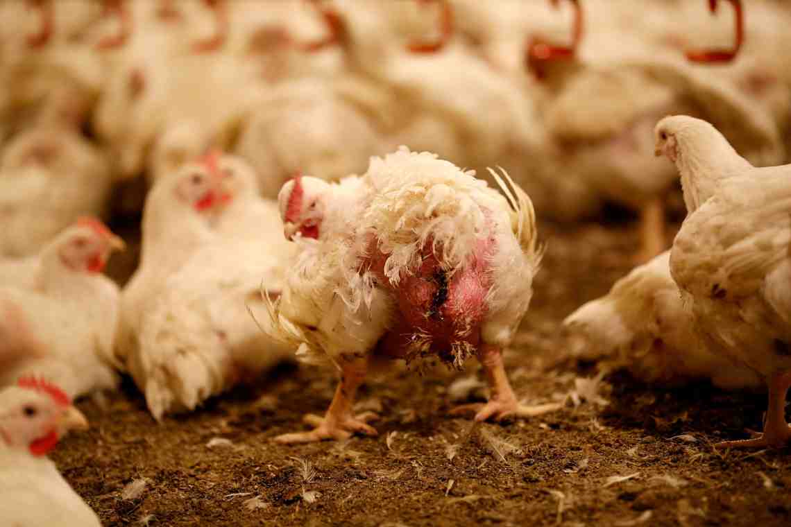 Цыплята-бройлеры: болезни и их профилактика
