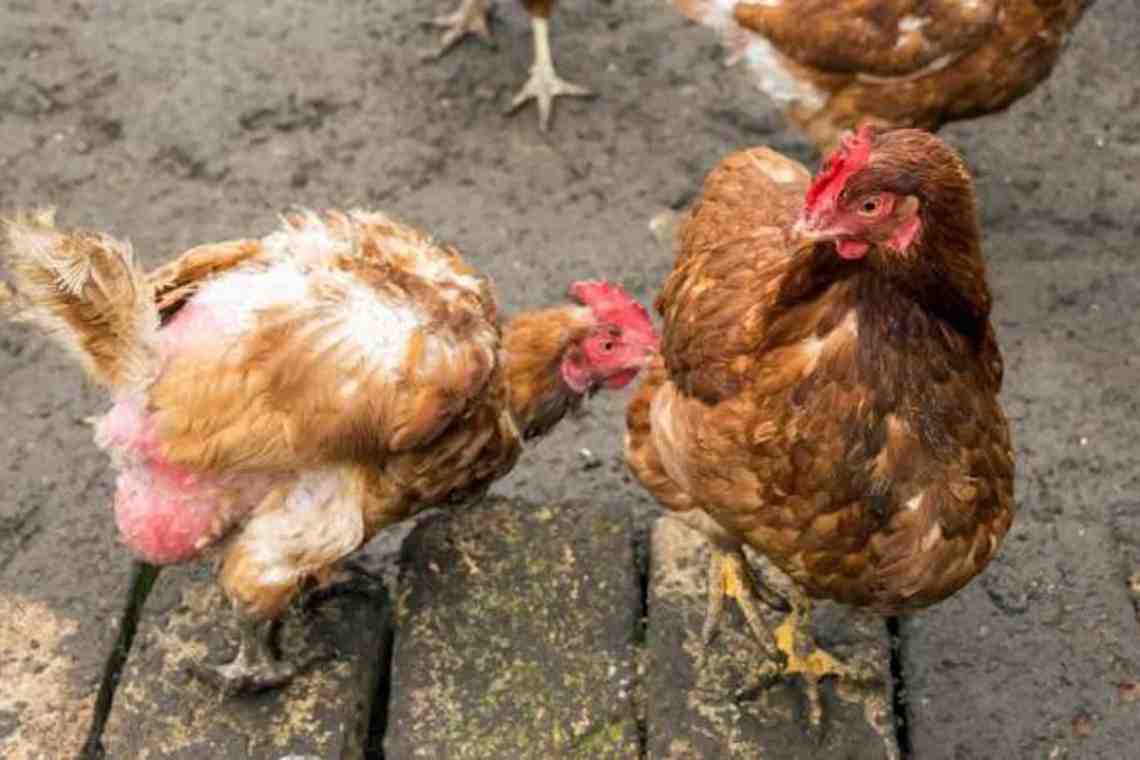 Самые распространенные болезни куриц-несушек