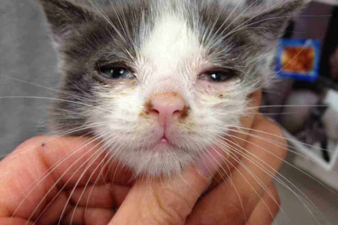 Болезни домашних животных: кальцивироз у кошки