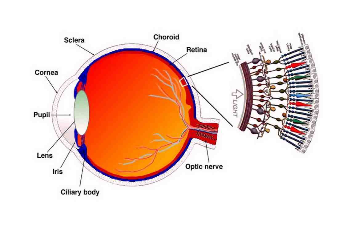 Цилиарное тело (ресничное тело): строение и функции. Схема глаза