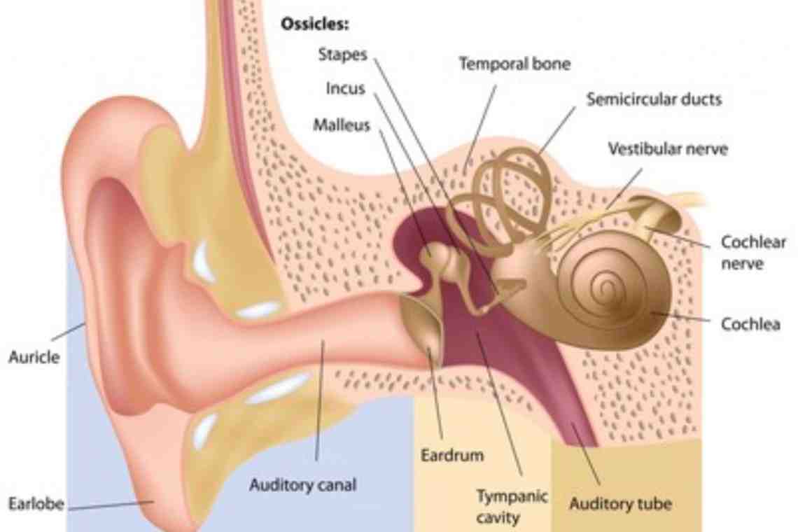 Клиническая анатомия ушей. Строение уха человека