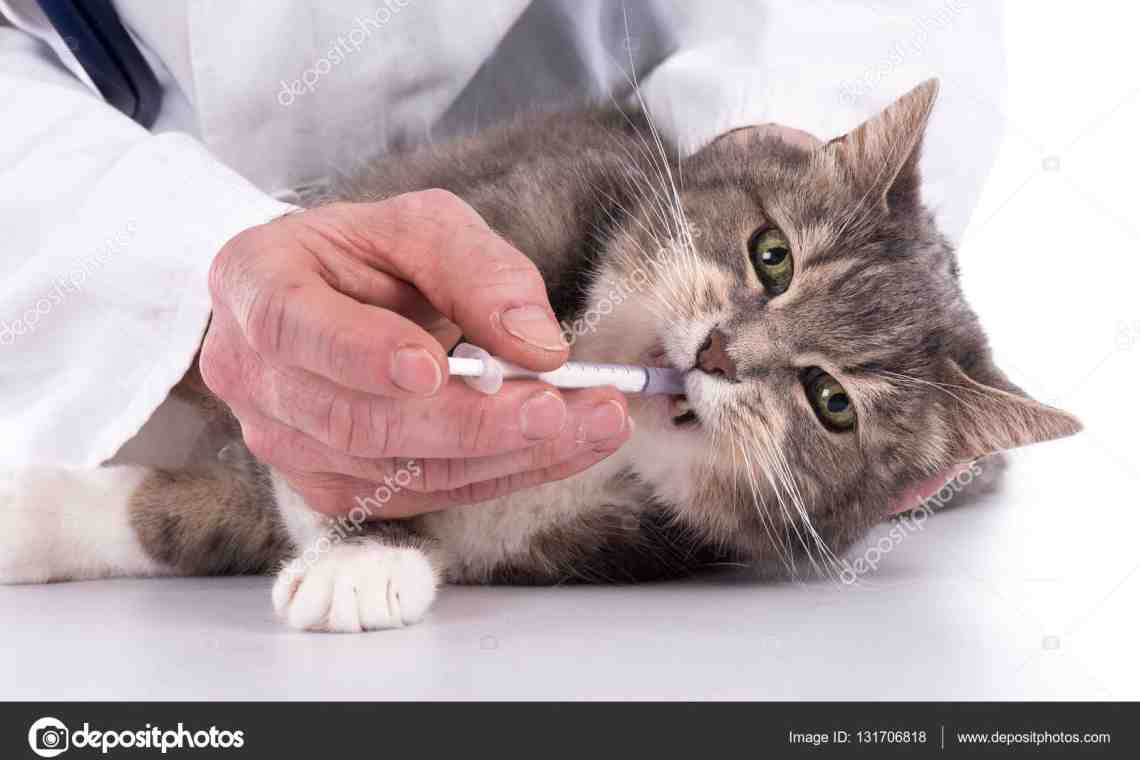 Ринотрахеит у кошек - симптомы, лечение и профилактика