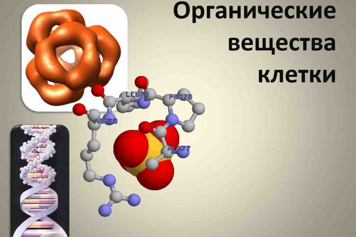 Нуклеиновые кислоты: строение и функции. Биологическая роль нуклеиновых кислот