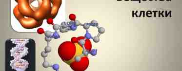 Нуклеиновые кислоты: строение и функции. Биологическая роль нуклеиновых кислот