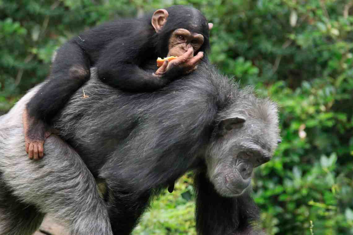 Память шимпанзе