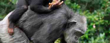 Память шимпанзе