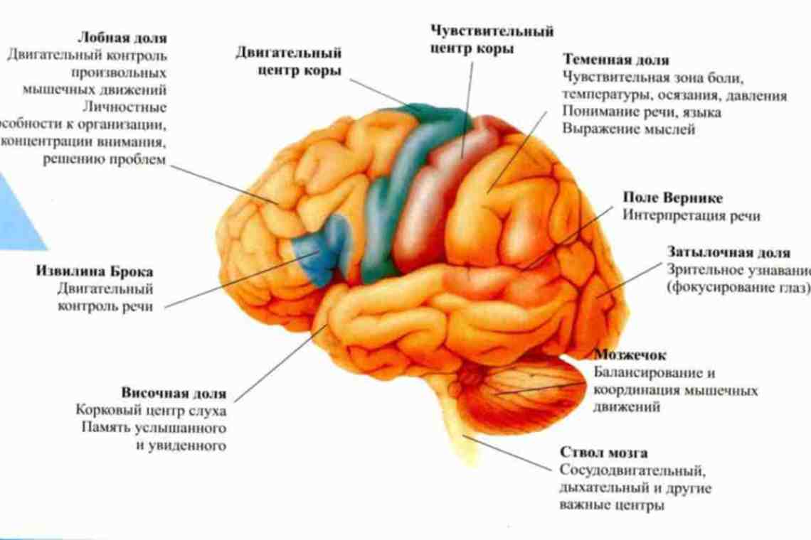 Мозговая активность и чувствительность к боли